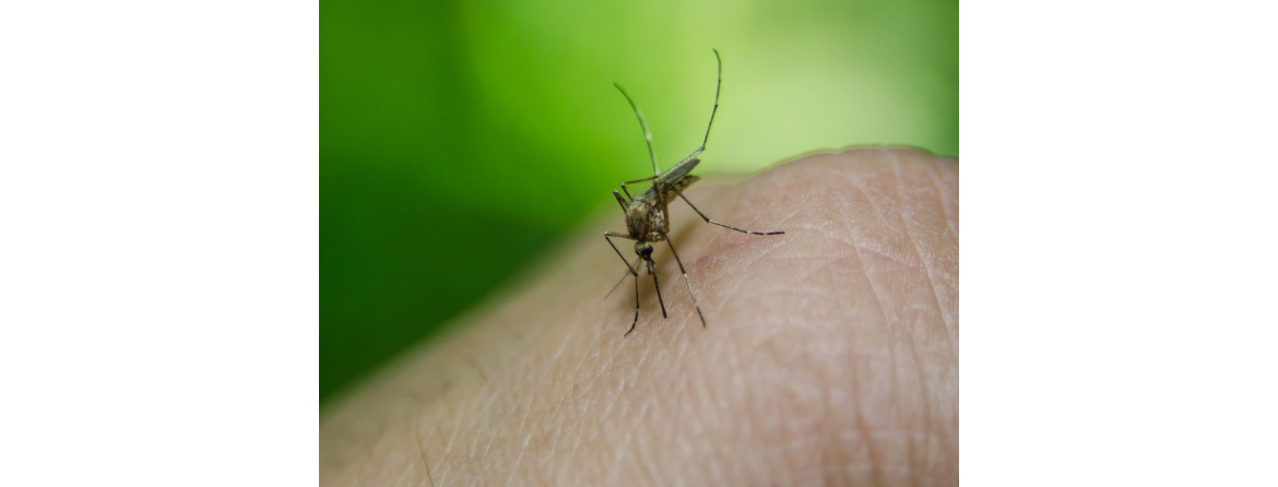 Difendentiti dalle zanzare: ecco tutti i segreti!
